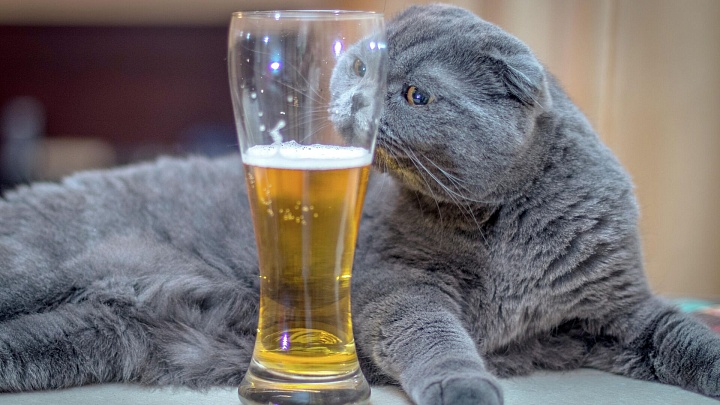 В России появится ГОСТ на отечественное пиво