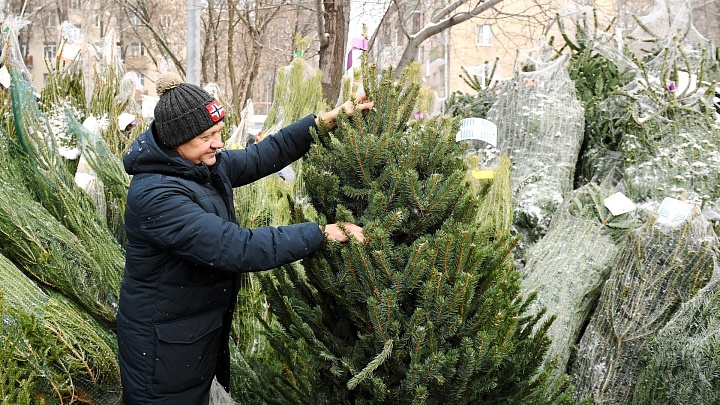 Россия на Новый год сократит ввоз живых елок на треть